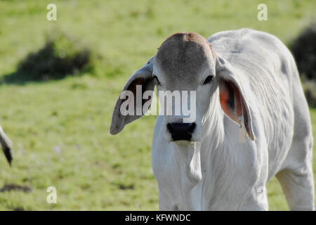 Veaux de Brahman blanc Banque D'Images