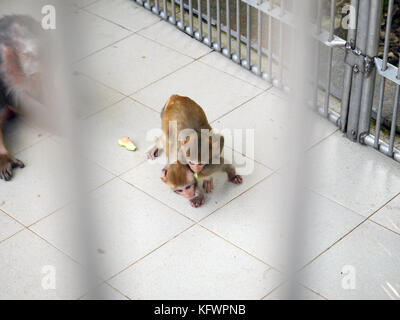 Soukhoumi, Abkhazie. 26 septembre 2017. Des petits singes vus jouer dans la cage du centre de dépistage des primates à Soukhoumi. Création d'un soldat idéal, croisement d'un homme et d'un chimpanzé, recherche d'un gène d'éternellement jeune pour les membres du Politbyro soviétique? Selon les légendes urbaines, ce sont les principaux domaines de recherche de l'Institut de pathologie et de thérapie expérimentales de Soukhoumi, capitale de l'Abkhazie méconnue, un petit pays du Caucase. Le vrai est peut-être plus prosaïque. Dans l’institut, fondé en 1927, ils ont effectué les premiers tests sur les primates qui devraient s’avérer effiques Banque D'Images