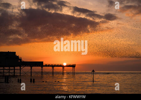 Aberystwyth Wales UK, mercredi 01 novembre 2017 Royaume-Uni Météo: un spectacle spectaculaire d'étourneaux contre un coucher de soleil dramatique tandis que les milliers de petits oiseaux volent et surgissent dans des «murmurations» de motifs complexes dans le ciel à Aberystwyth, avant de descendre pour se percher pour la nuit sous la jetée de bord de mer de la ville. Après avoir passé les mois d'été en Scandinavie, les troupeaux d'étourneaux migrateurs sont retournés dans leur aire d'alimentation hivernale et se sont retrouvés au Royaume-Uni photo © Keith Morris / Alamy Live News Banque D'Images