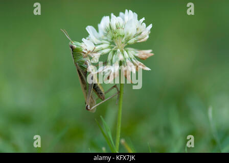 Sauterelle verte, omocestes viridulus, homme, trèfle sur l'habitat de prairie en fleurs, jardin Banque D'Images