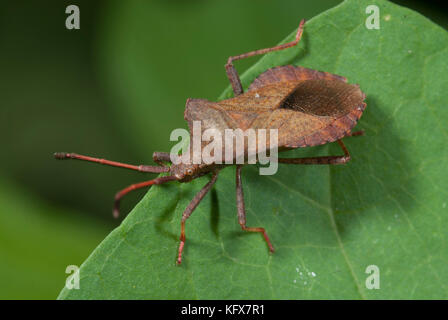 Brown, bug shield coreus marginatus, sur feuilles au jardin, squash bug Banque D'Images