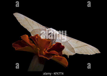 Ourapteryx sambucaria, c'est espèce de fleur, pollinisent la nuit dans le jardin, l'alimentation, de nectar, rétro-éclairage, Banque D'Images