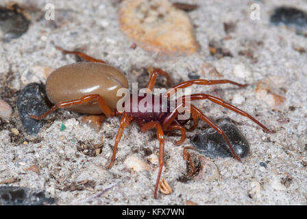 Araignée dysdera crocata, cloporte, sur le plancher du shed Banque D'Images