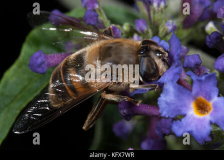 Hoverfly myathropa florea, nectar, sur fleur, buddleia, dronefly guêpe, abeille imiter Banque D'Images