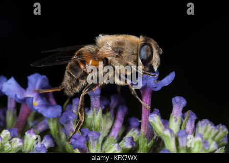 Hoverfly myathropa florea, nectar, sur fleur, buddleia, dronefly guêpe, abeille imiter Banque D'Images