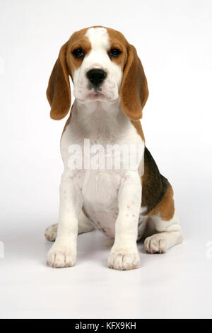 Chien - Beagle Puppy assis Banque D'Images