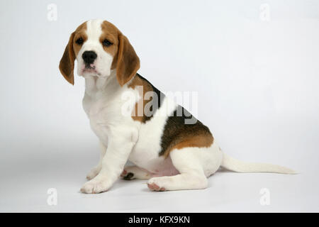 Chien - Beagle Puppy assis Banque D'Images