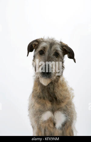 Irish Wolfhound Banque D'Images