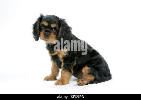 Chien - cavalier King Charles chiot 6/7 semaines Banque D'Images