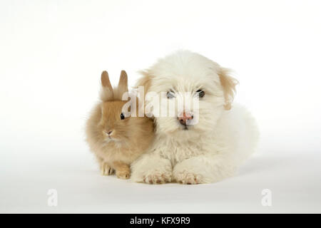 CHIEN et LAPIN - coton de Tuléar chiot (8 wks vieux) avec un lapin à tête de lion (6 wks vieux) Banque D'Images