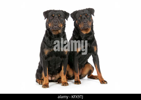 Chien. Deux rottweilers Banque D'Images