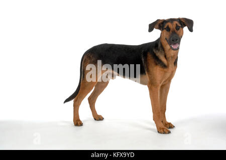 CHIEN. German Shepherd Cross Doberman Banque D'Images