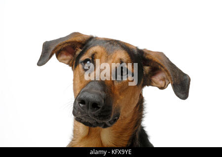 CHIEN. German Shepherd Cross Doberman Banque D'Images