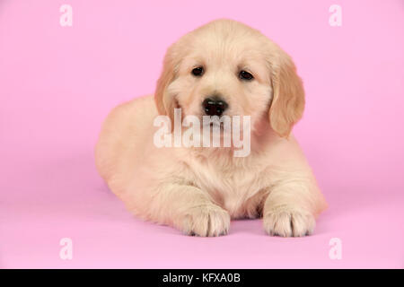 Chien. Golden Retriever Puppy (6 semaines) couché Banque D'Images