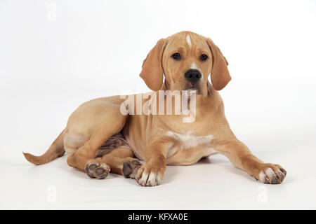 Chien - Perdiguero Portugueso / pointeur portugais - chiot (10 semaines) Banque D'Images