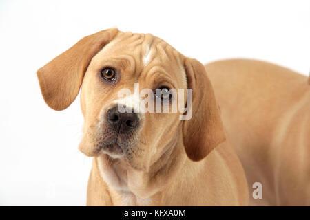 Chien - Perdiguero Portugueso / pointeur portugais - chiot (10 semaines) Banque D'Images