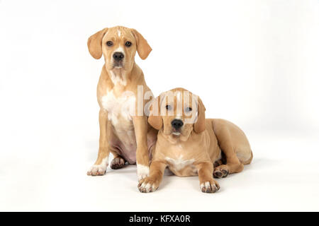 Chien - Perdiguero Portugueso / pointeur portugais - chiots (10 semaines) Banque D'Images