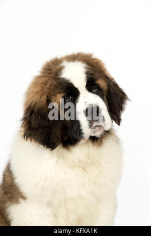 Chien St Bernard - chiot de 14 semaines Banque D'Images