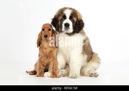 Chien - Saint Bernard, chiot de 14 semaines et Cocker chiot d'épagneul Banque D'Images