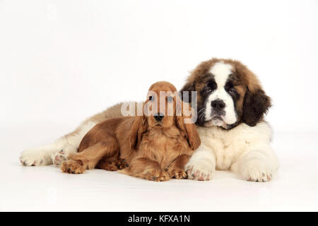 Chien - St Bernard, chiot de 14 semaines et Cocker chiot d'épagneul Banque D'Images