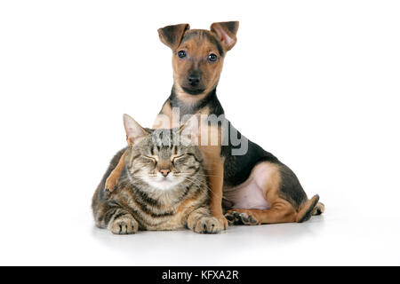 Chien - Chihuahua Cross Dachshund - chiot de 7 semaines avec chat de Tabby Banque D'Images