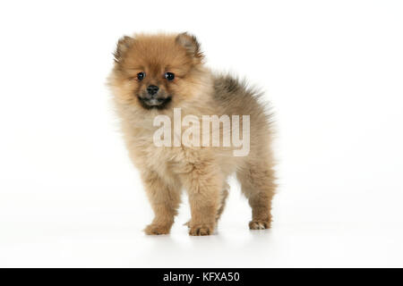 Chien. Chiot de Poméranie (10 semaines). Également connu sous le nom de Dwarf spitz. Banque D'Images