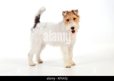 Chien. Wire Fox Terrier Banque D'Images