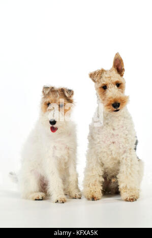 Chien. Terriers de renard de fil Banque D'Images