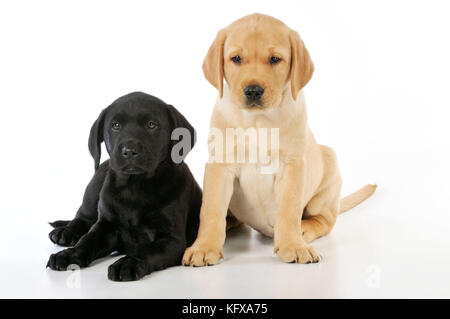 CHIEN. Chiots du Labrador (8 semaines) Banque D'Images