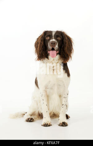 CHIEN. spaniel anglais springer assis Banque D'Images