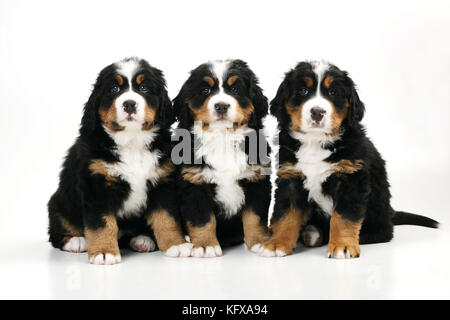 CHIEN. Chiots bernois de montagne assis dans une rangée. Également connu sous le nom de Berner Sennenhund. Banque D'Images