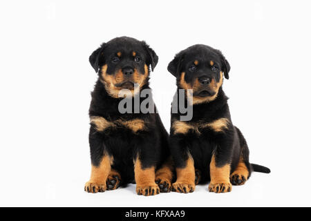 CHIEN Rottweiler chiots assis les uns à côté des autres Banque D'Images