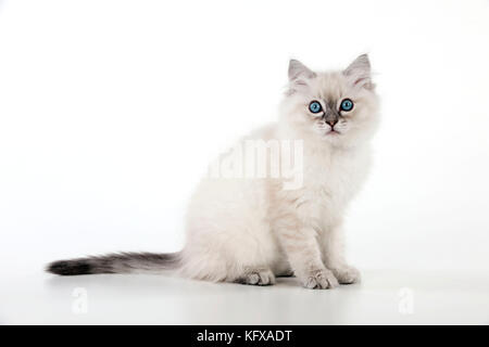 CHAT - chaton de ragdoll de 10 semaines Banque D'Images