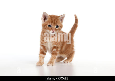 Chat - Ginger Tabby chaton Banque D'Images