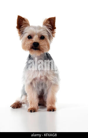 CHIEN - terrier du Yorkshire assis. YORKIE/S OU TERRIER ÉCOSSAIS AUX CHEVEUX BRISÉS. Banque D'Images