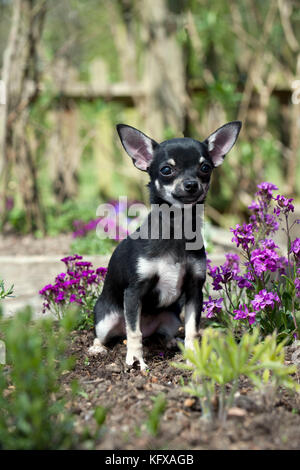 CHIEN - Chihuahua. assis dans un lit de fleurs. Banque D'Images