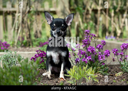 CHIEN - Chihuahua . assis dans un lit de fleurs. Banque D'Images