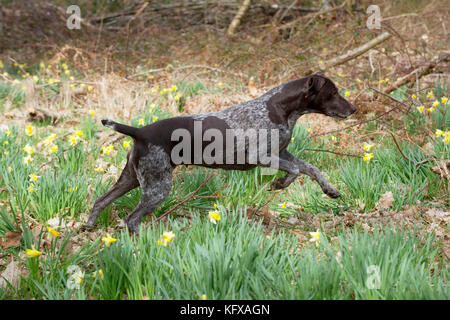 CHIEN - pointeur allemand à cheveux courts traversant des jonquilles Banque D'Images