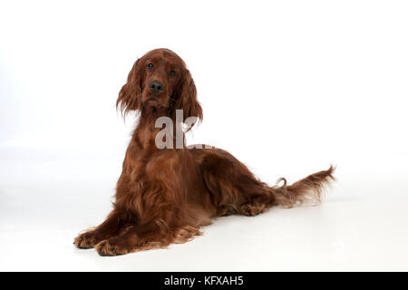 CHIEN - dispositif irlandais couché . Banque D'Images