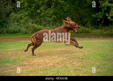 CHIEN - Irish setter en cours . Banque D'Images