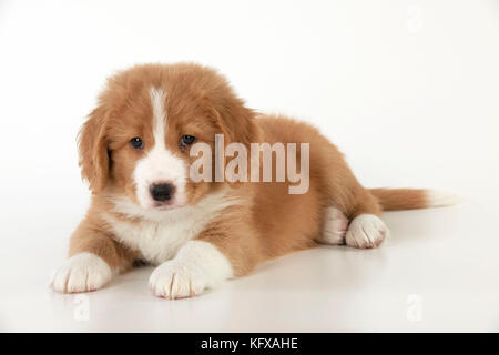 CHIEN - Nova Scotia Duck Tolling Retriever chiot ( 7 semaines ) . Banque D'Images