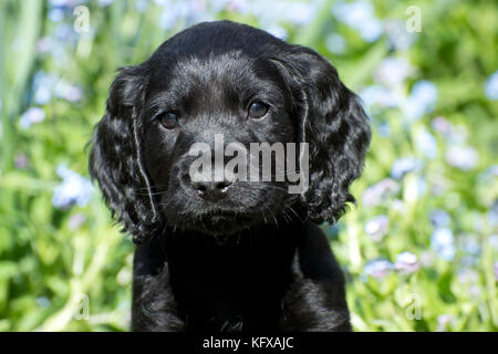 Chien - chiot Cocker environ 6 semaines - dans un lit de fleur Banque D'Images