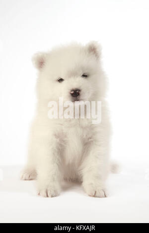 Chien Samoyed chiot de 5 semaines Banque D'Images