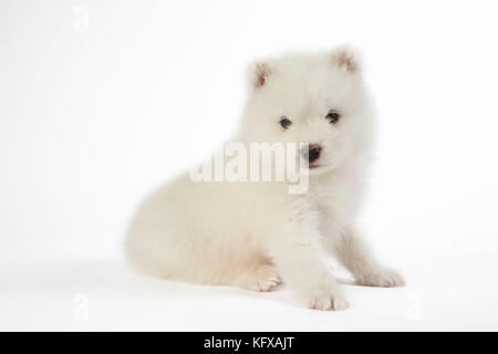 Chien Samoyed chiot de 5 semaines Banque D'Images