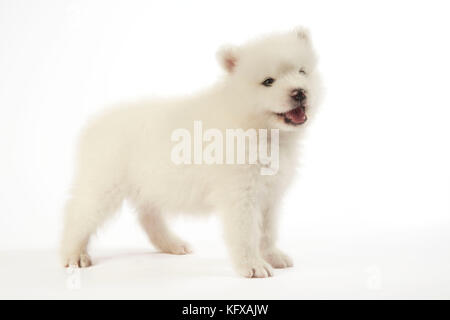 Chien Samoyed chiot de 5 semaines Banque D'Images