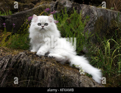 Chat persan Chinchilla noir à bout blanc chaton de 14 semaines en bruyère Date : Banque D'Images