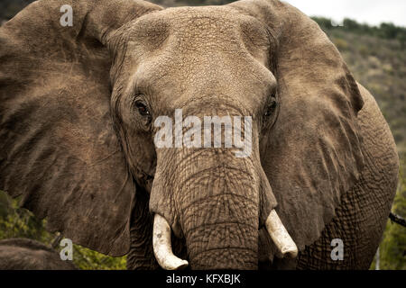 Gros plan sur la tête d'un éléphant, madikwe game reserve Banque D'Images