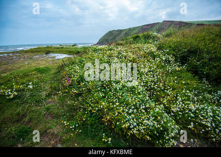 Scènes côtières de St Bees Head. La station de sauvetage RNLI offre ici une protection vitale aux marins et aux touristes. Plage polluée et a besoin d'être nettoyée. Banque D'Images