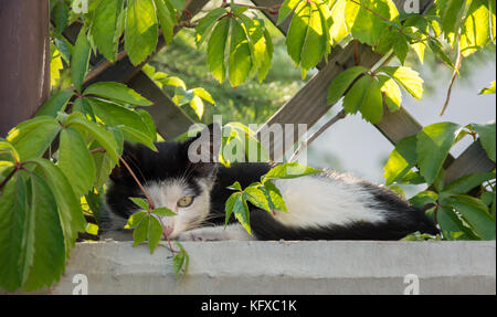 Mignon chaton noir et blanc se détendent sous une treille dans le jardin Banque D'Images