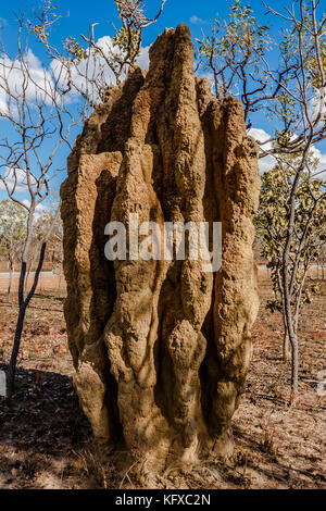 La cathédrale d'une termitière dans l'outback, Territoire du Nord, Australie Banque D'Images